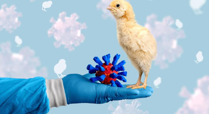 Az utolsó érintetlen kontinenst is elérte a madárinfluenza