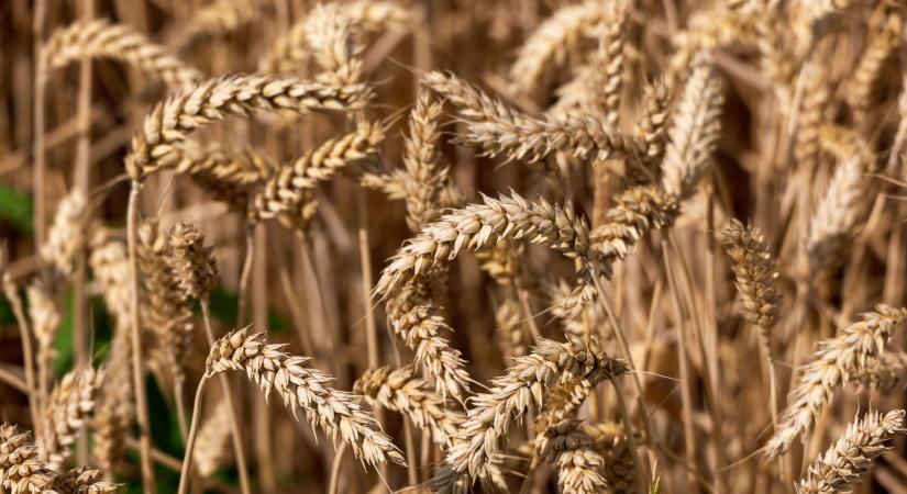 Fusarium a Nébih fókuszában, országos monitoring a biztonságos gabonatermésért