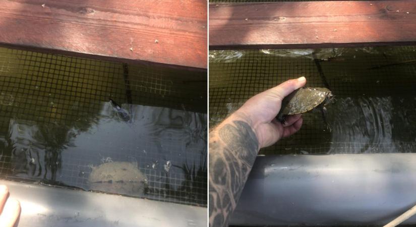 Egy éve ilyenkor: nem várt állatot rejtett a Holt-Tisza élve fogó csapdája