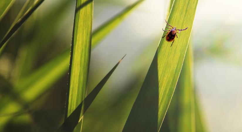Életveszélyes húsallergiát okozhat a kullancs csípése: ezek a tünetei
