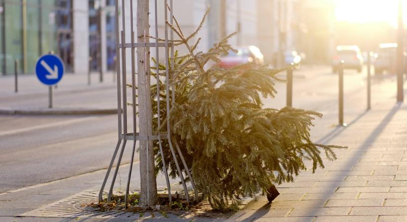A kutatók kidobott karácsonyfákat telepítenek a strandokra – A különleges módszer segített megmenteni a várost