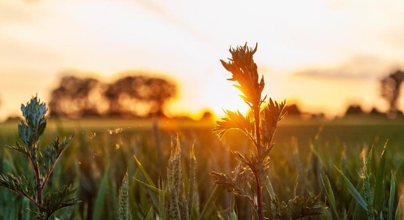 Őrült hőség jön vasárnap – 37C is lehet