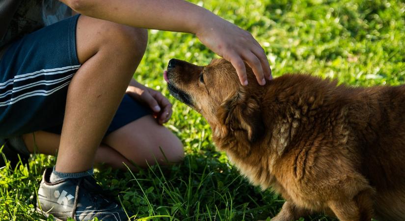 A kutyák az alapvető akusztikus jeleket is érthetik