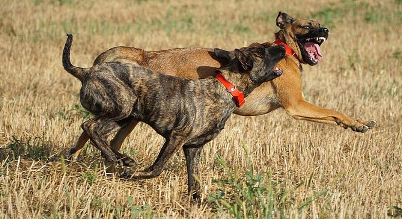 Egy nő rendőrt, egy vendég énekest harapott meg – ez veszélyesebb lehet a kutyaharapásnál