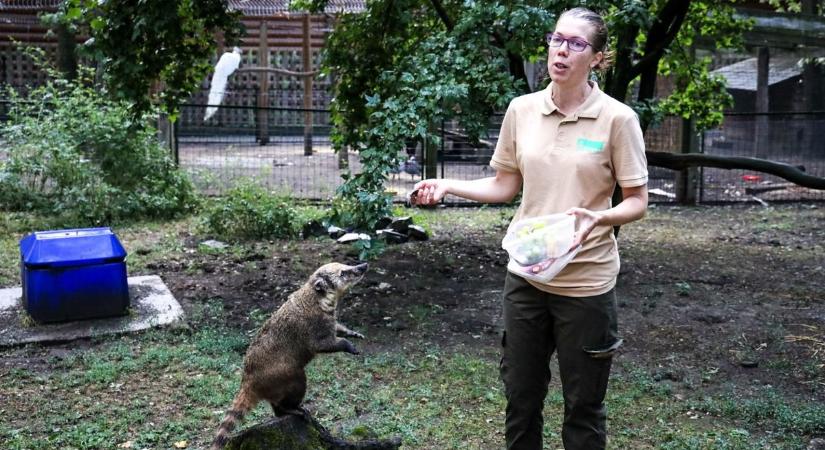 Látványos éjszakai vacsorát kaptak a vidrák és az ormányosmedvék a Bagolyvár Vadaspark esti programján – galériával, videóval