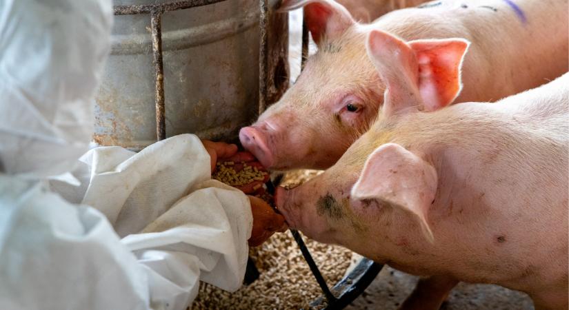 Elképesztő, milyen adalékanyag jelenhet meg a takarmányokban: ez már a jövő?