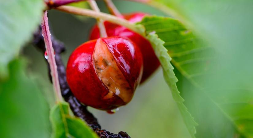 Véletlenül lenyeltél egy kukacot a cseresznyével? Az orvos elárulta, kell-e aggódnod