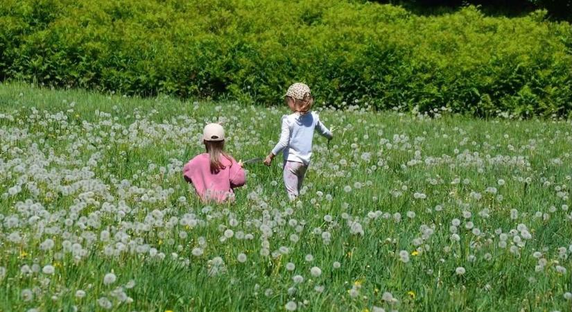Hány golfpályára van szükség a Bakonyban? Sokan inkább a vadvirágos rétekre szavaznak (képek)