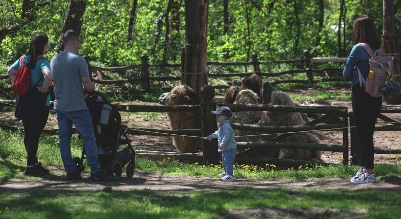 Seper az új seprű, de úgy rendesen: élnek a Nagyerdei Kultúrpark állatai, mint hal a vízben