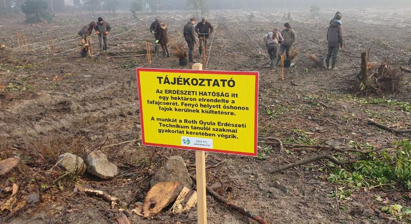 Őshonos fák váltják fel a soproni fenyvest, diákok vettek részt az erdőtelepítésben
