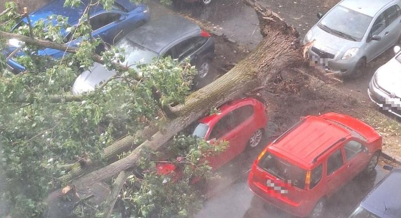 Letarolta a vihar Hajdú-Bihart, a brutális szél fákat is kicsavart – fotókkal, videóval