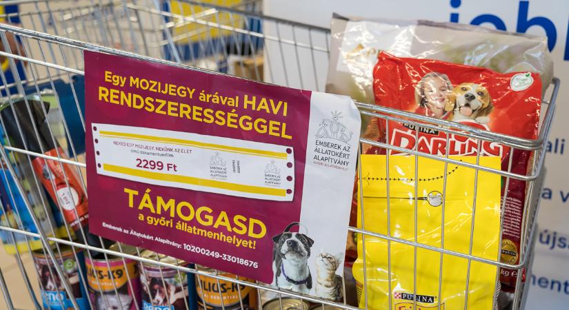 Most egy doboz gumikesztyűvel is segíthetünk a menhelynek