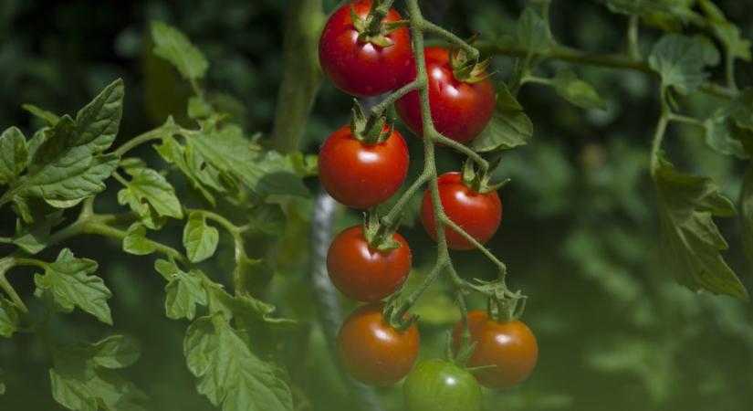 Ezért nem hoznak ugyanolyan termést a paradicsomból kiszedett magok