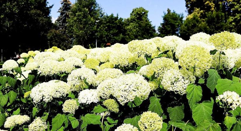 Hortenziák – színeit a talaj varázsolja