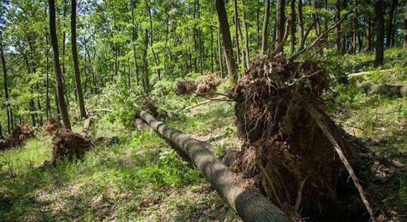 Lesújtott a vihar a Bükkre is: fák dőltek az utakra Bükkszentkereszt felé