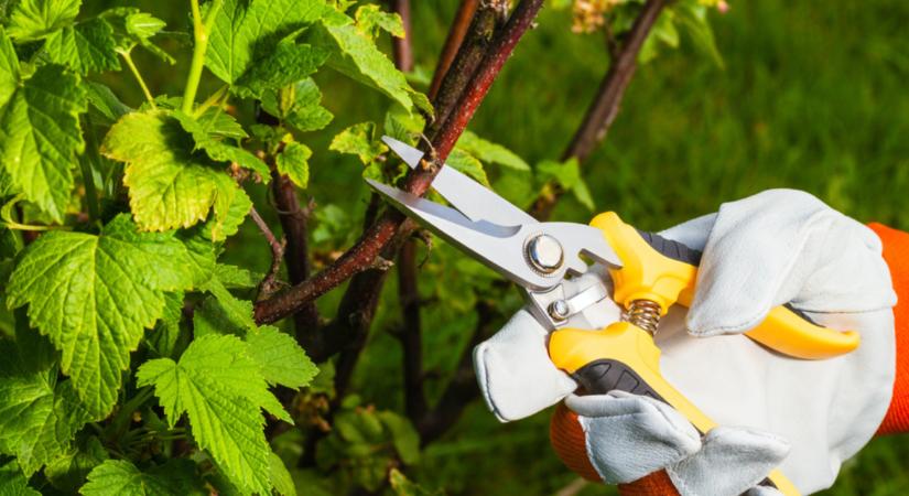 Ezt a növényt még most sem késő megmetszeni - a következő évi virágzás is múlhat rajta