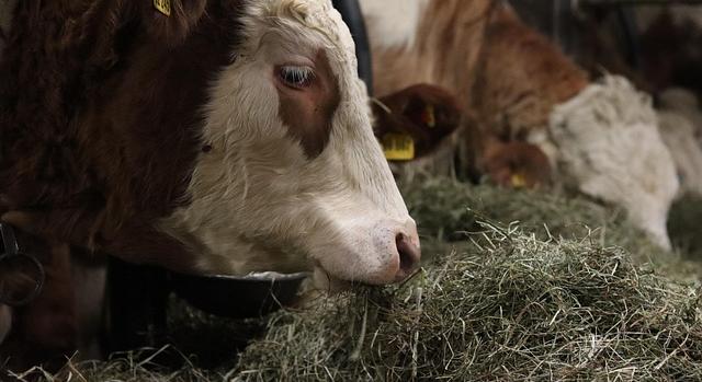Körforgásos takarmányozással csökkenthető az állattenyésztés környezeti terhelése