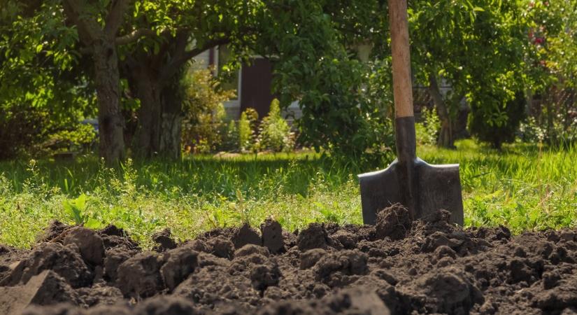 Egyetlen növény, és a kerted meghálálja: elnyomja a gyomokat, javítja a talajt és a méhek is imádják