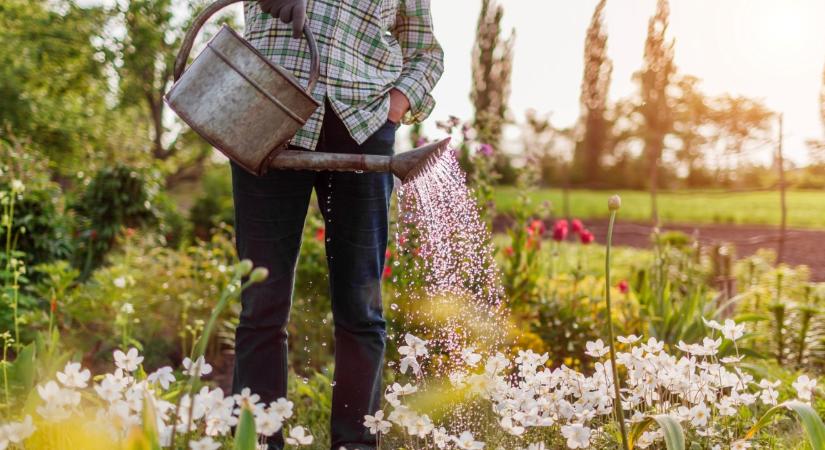 Jobban bírják a hőséget és a kánikulát a növények, ha ezt csinálod reggel: nem a locsolásról van szó