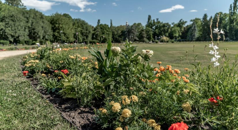 A XIII. kerület pár héttel a nagy letartóztatási hullám előtt még kötött egy kilencmilliárdos szerződést a parkfenntartási botrány egyik cégével