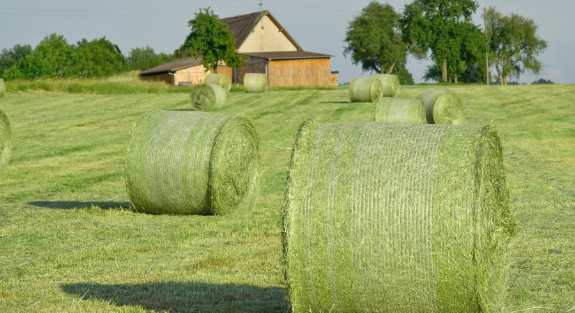 2025-ben domináltak az erjesztett és szálas tömegtakarmányok