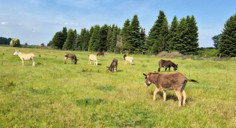 Nagyszerű örömhírt osztott meg az "Ott vagyunk már?" csacsifarm