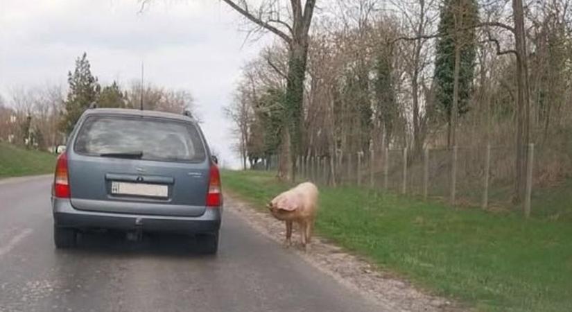 Sosem találja ki, ki akart igazoltatni egy sofőrt!