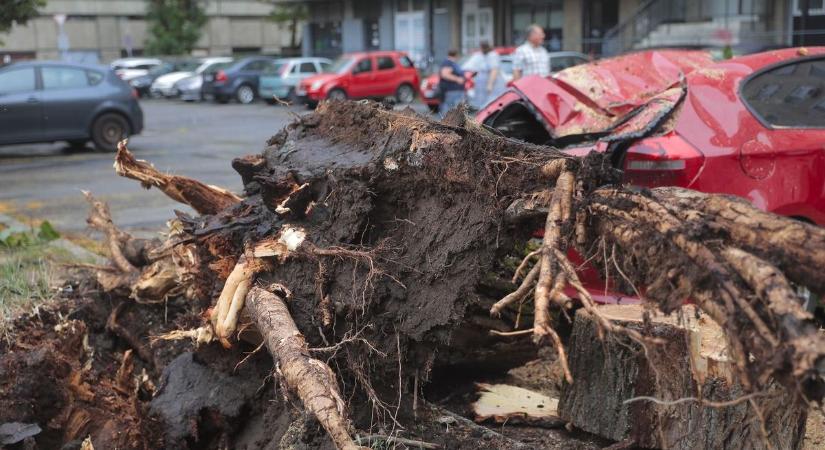 Brutális videó: gyökerestől tépett ki egy fát a földből a vihar Debrecenben!