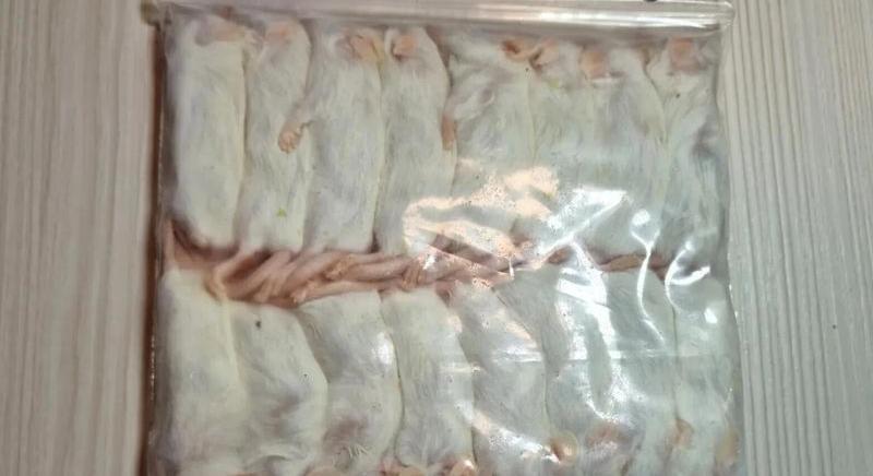 Az egzotikus hüllők etetési módszerei