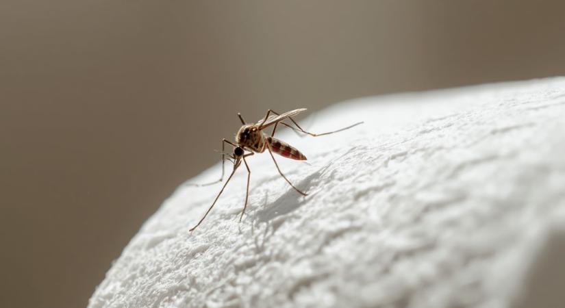 Bosszantanak a szúnyogok? Ez a WC-papír trükk segíthet elűzni a vérszívókat