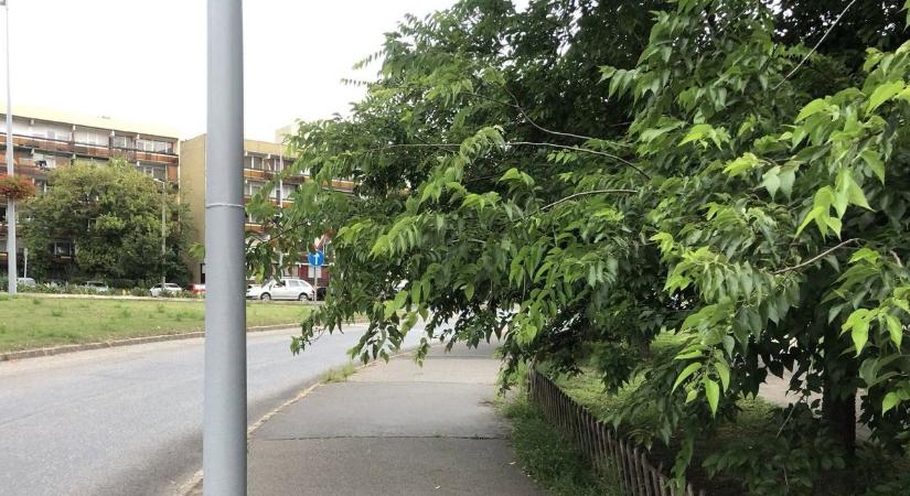 Botrány egy zalai településen: a hulladékszállítást veszélyeztetik a fák ágai