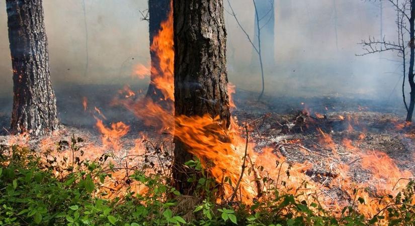 Kigyulladt az avar a trafó alatt