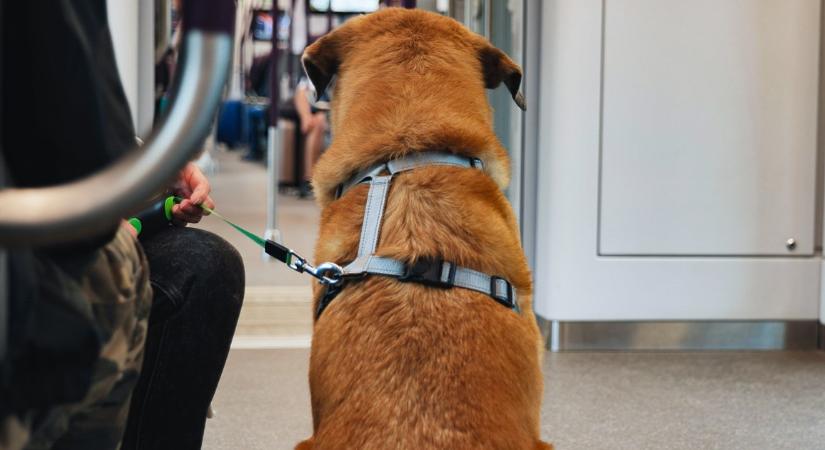 Meg akart szabadulni testvére kutyájától egy férfi - a nyíregyházi vonaton hagyta, majd leszállt