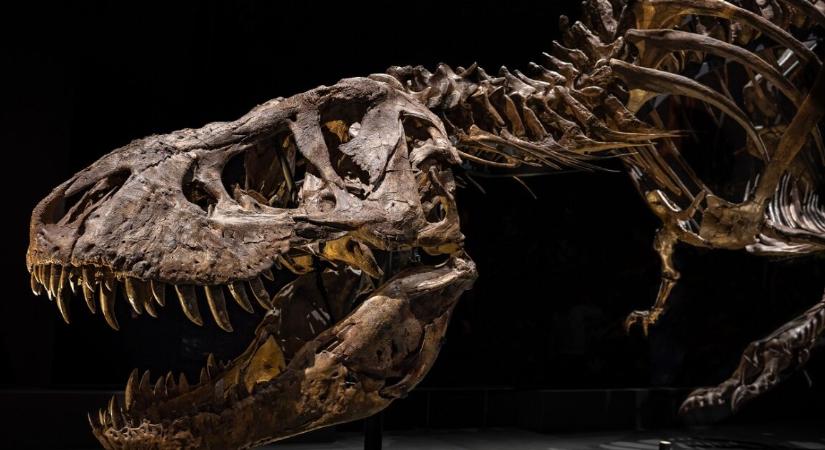 40 évig is eltarthatott a T. rex növekedése