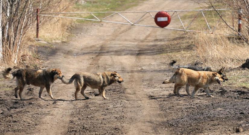 A falunapon még gyerekek simogatták a kecskéket, ma már üresek a karámok - kutyafalka támadás írta át a farm jövőjét