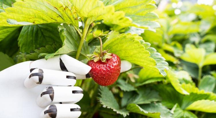 Puha robotkéz szedheti le a sérülékeny gyümölcsöt