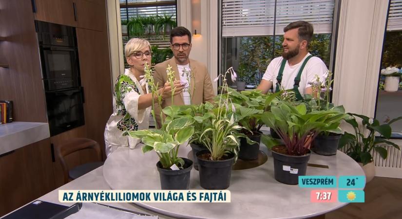 Évek óta nevelik őket a kertekben, de a meztelencsigák szinte rajonganak értük