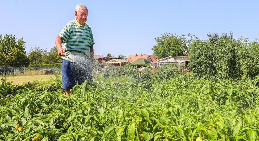 A kánikula nem kegyelmez: így menthetjük meg növényeinket az aszályban