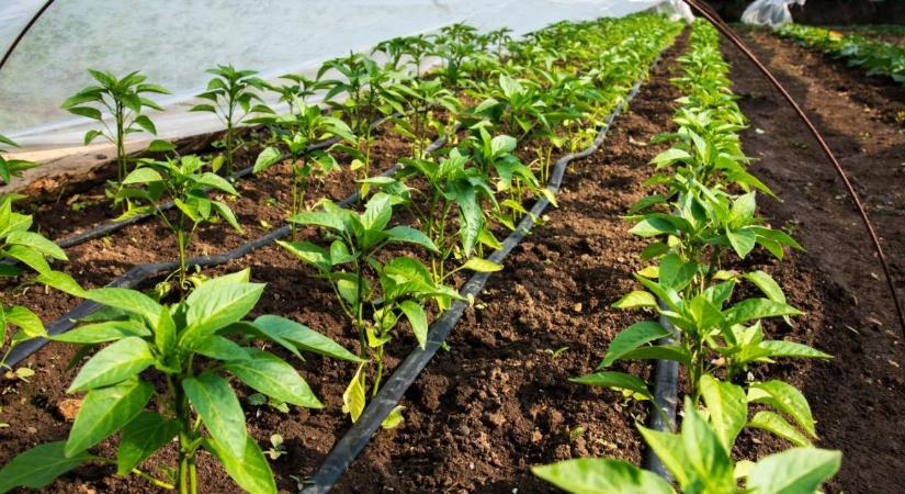 A paprika megállt a növekedésben? Ez a rejtett ok is állhat mögötte