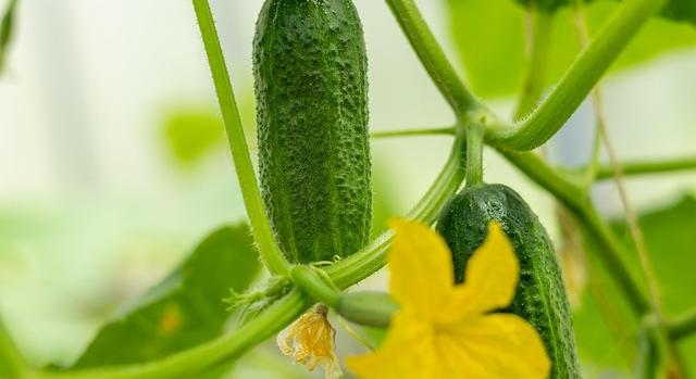 NAK-FruitVeB: kettős képet mutat a hazai uborka-termesztés