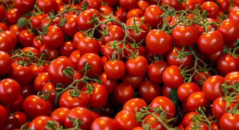 A tapasztalt kertészek emiatt tesznek szalmát a paradicsom alá nyáron
