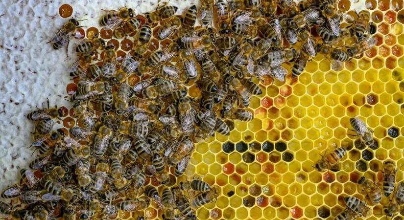 Kétmillió méh szabadult el, miután felborult egy kaptárakat szállító kamion Texasban