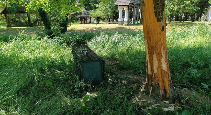 Rejtélyes támadás a zalaegerszegi skanzenben – ott hagyta fognyomát a tettes