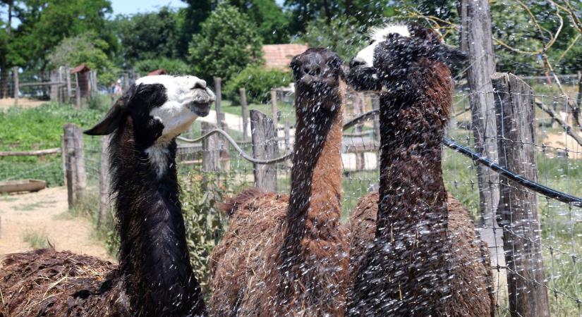 Emudagonya! Így hűsölnek a Bőszénfai Szarvasfarm lakói a kánikulában - videó