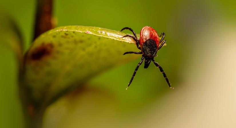 A sztárokat sem kíméli a Lyme-kór! Ők küzdöttek meg a betegséggel