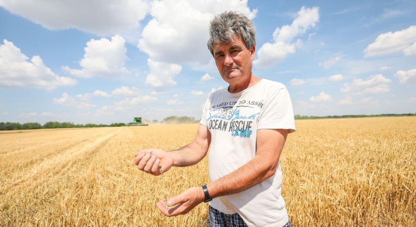 Gyengébb termésátlagok várhatók - megkérdeztük a gazdákat