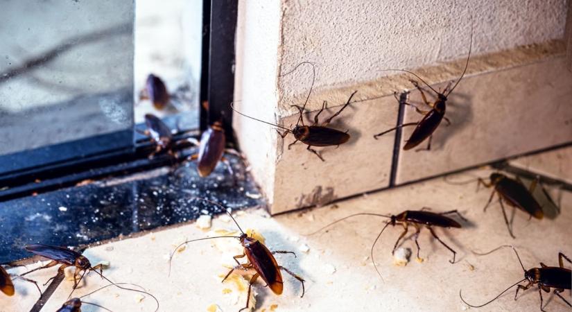 Csótányinvázió Szegeden? A lakók az utcán látják a bajt, a szakember szerint nem az utcán kezdődik a baj