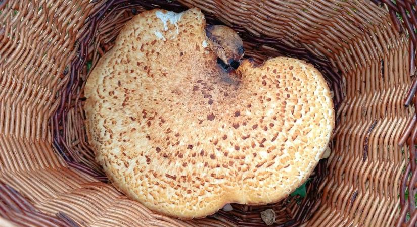 Egy kosár, egy gomba – Megérkeztek az újabb óriások a Bakonyba (fotók)