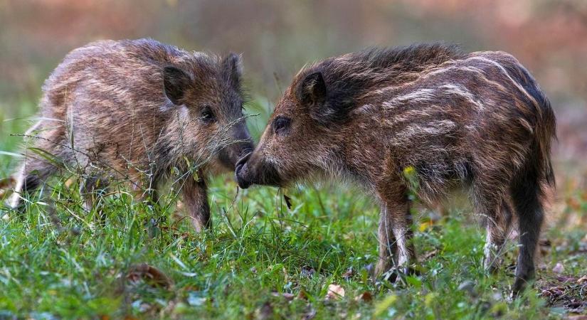 Elszántan terjed a halálos kór - ezen már a pestisdoktor sem segít