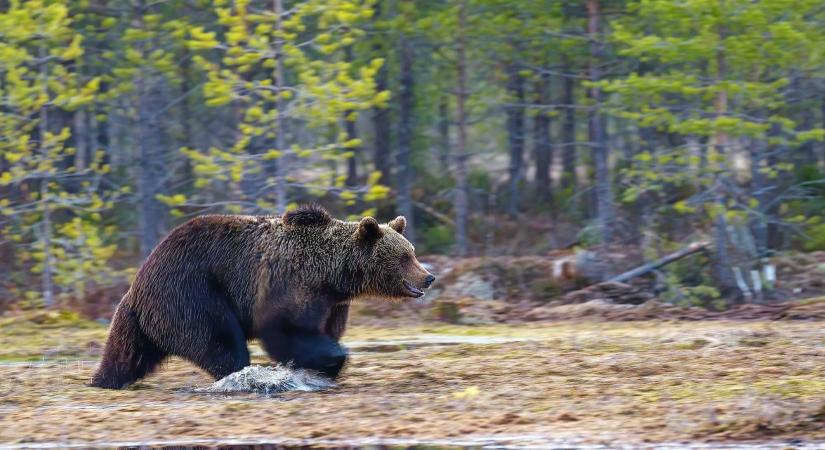 Tizenkét tagállam támogatta a romániai javaslatot a medvekérdés kezeléséről